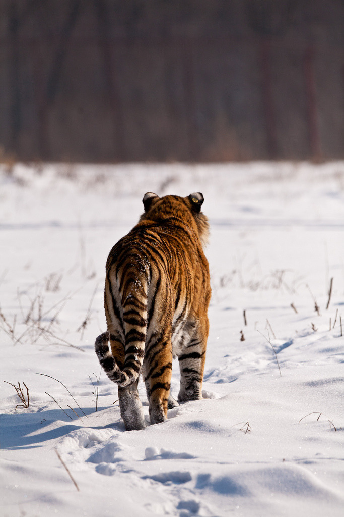 llbwwb:  the tigers tail (by missysnowkitten) 