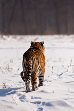 llbwwb:  the tigers tail (by missysnowkitten)