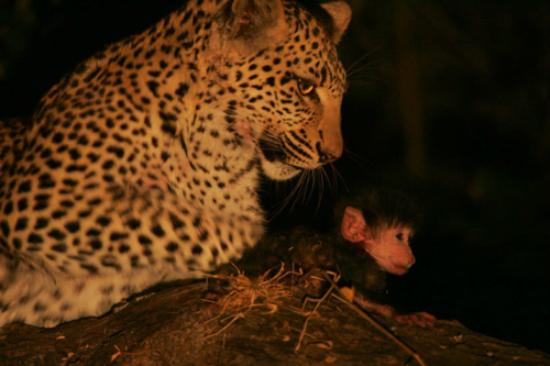 awkwardsituationist:  beverly and dereck joubert (of “the last lions“ fame) spent a year in botswana’s okavango delta following a mother leopard, who had already lost five previous cubs to hyenas and baboons, and her new cub, legadema. they