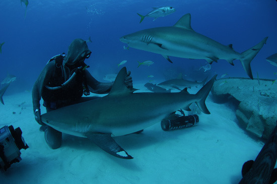 princess-fluthermucken:  just-your-local-weirdo:  🌊🏊Sharks are nice!🏄  Since