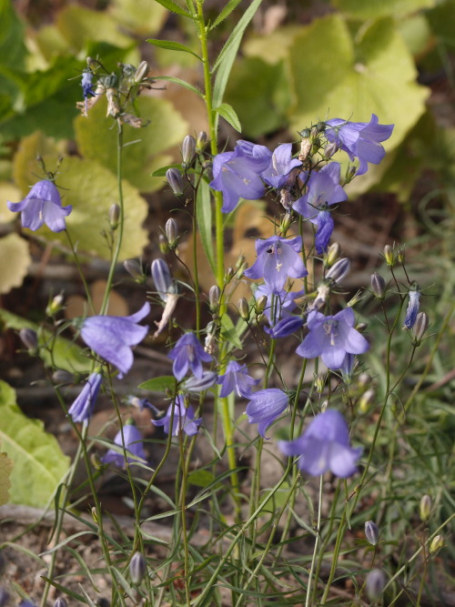 Campanula rotundifolia — harebell