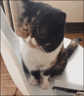 catsdogsblog:  More GIFs: http://catsdogsblog.tumblr.com