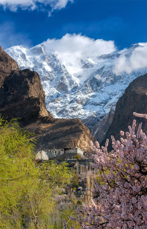 chxnnelorange: Spring blossom in Hunza Village by Goal Kw-graphicstyle