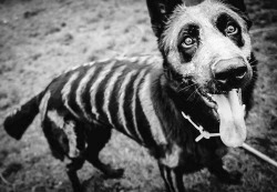 becoming-sane-again:  Skeleton dog 