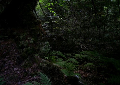 aetheric-aesthetic:2015 Set (I) Ricketts Glen State Park