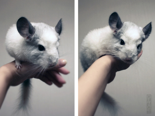 dailychinchilla: (via) :D