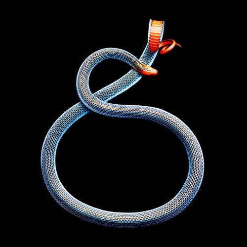 redlipstickresurrected:Mark Laita (American, b. 1960, Detroit, MI, USA, based Los Angeles, CA, USA) - 1: Rowley’s Palm Pit Viper (Bothriechis Rowleyi)  2: Albino Black Pastel Ball Python (Python Regius)  3: Red Spitting Cobra (Naja Pallida)  4: Philippine
