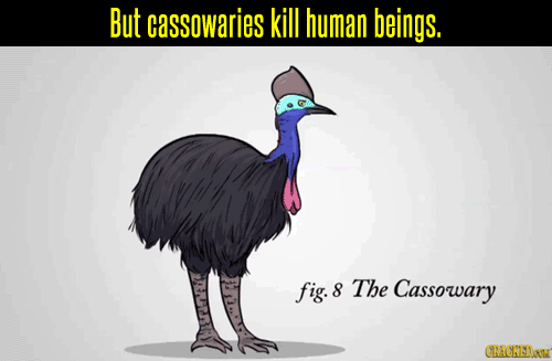 cracked:  Birds evolved from dinosaurs, and one crazy bird species never forgot. Why the Cassowary Is the Most Terrifying Animal Ever