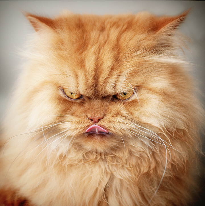 mymodernmet:  Meet Garfi, the worldâ€™s angriest cat. The seemingly wrathful