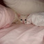 littlefaerieprincess