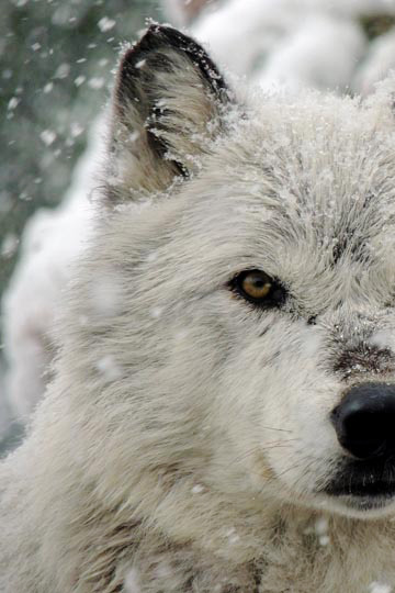 mstrkrftz:  Grey Wolf by Michael Burdic