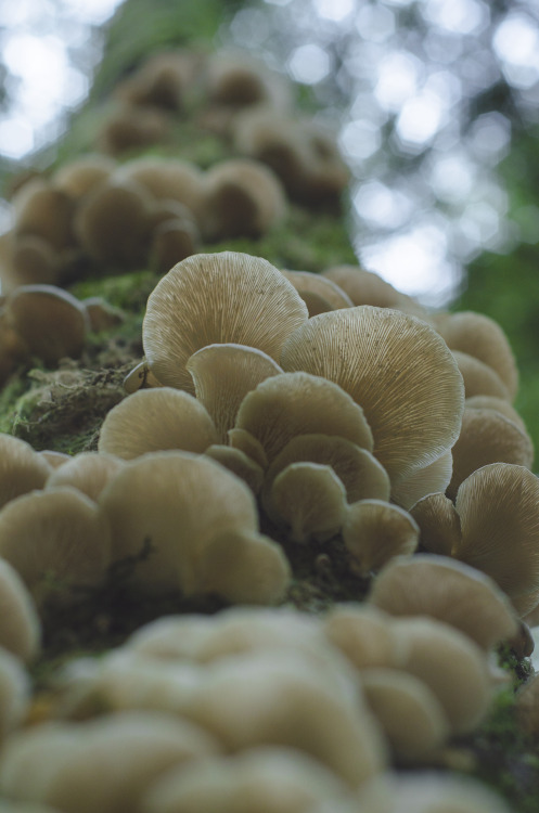 Oyster Mushrooms