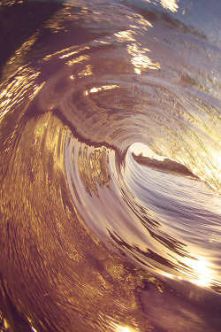 plasmatics-life:  Golden Fan - {by Love and Water Photography} | {Follow on 500px} 