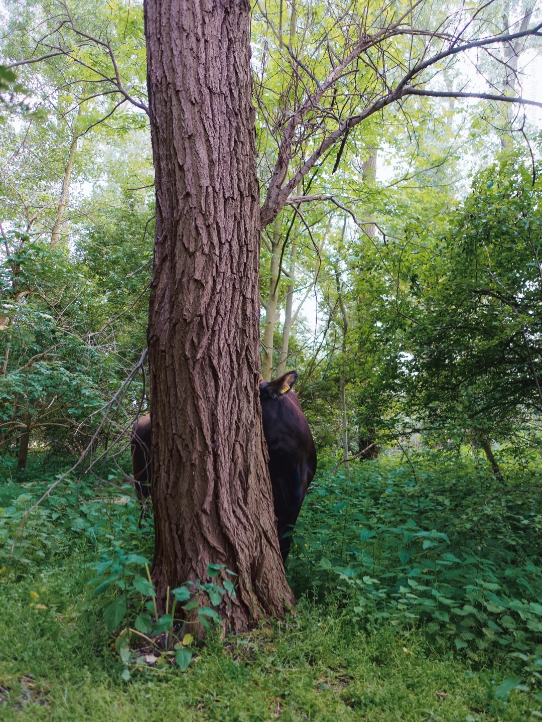 klaasfoto: Hide and seek 2019. After playing hide and seek with cows for three years