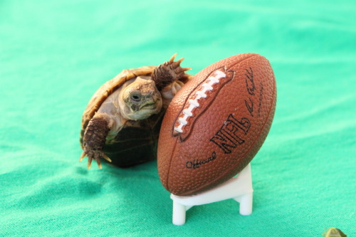 thewhimsyturtle:Super Bowl XLIX, Part 1It’s Super Bowl Sunday! After Ballghazi/Deflategate, c