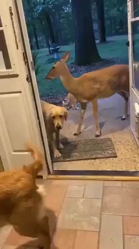 peony911:dogposts:doggo brings a deer friend home (via)🥰🥰🥰