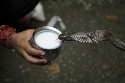 aeon-fux:A devotee offers milk to a snake during the Nag Panchami festival in Jammu, India. The Hindu festival is a day dedicated to the worship of snakes