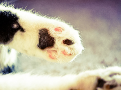 omg paws