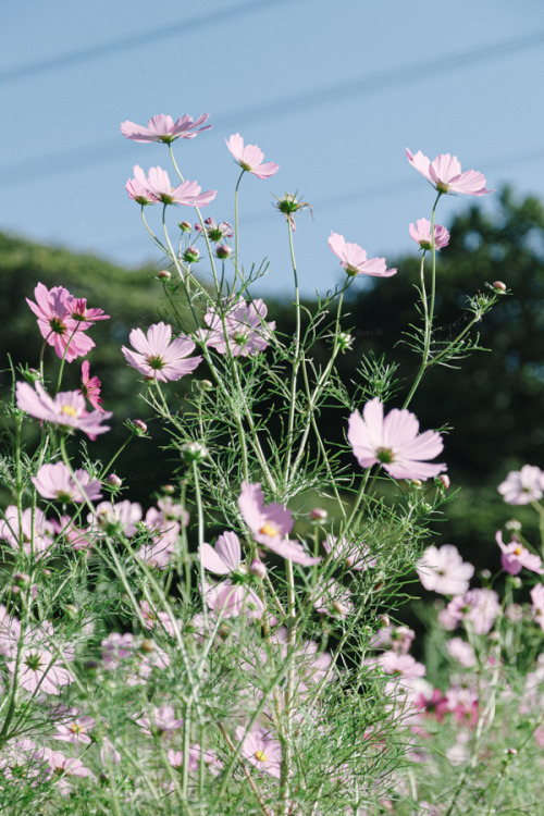 電線の空 2015年、くりはま花の国。 電線が入ってしまってどうしたもんかと思ったけど、これはこれでいいですかね。
