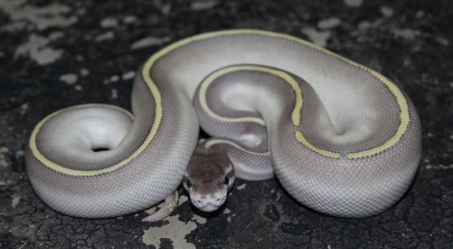 .1 Purple Passion Ball Python produced by Eleven-Nineteen Reptiles www.facebook.com/ElevenNineteenRe