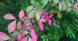 planticide:  pink leaves that are probably dead now 