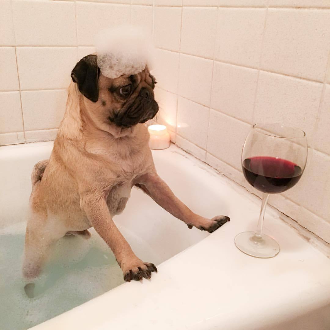 candycoatedcowgirl:  itsdougthepug:  “When u already in the tub but u forgot the