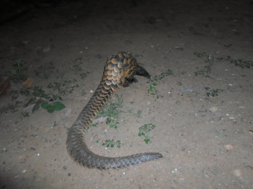Long Tailed Pangolin (Phataginus Tetradactyla)