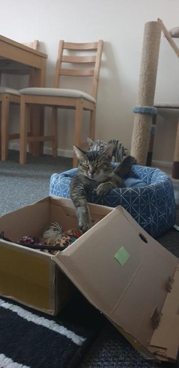 cuteness–overload:She fell asleep trying to get toys out her box ❤Source: http://bit.ly/2Kjiif