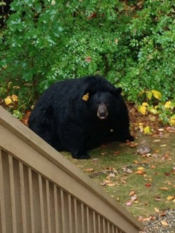 heretobeme:  itscarororo:kingcheddarxvii: she’s here  did that bear eat a tent   Looks like a pillow pet to me