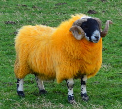 beetlebongos: softwaring: A sheep dyed orange in Glen Quaich. Sheep are dyed orange to highlight their black faces for judging at Agricultural shows.  Sweet potato  