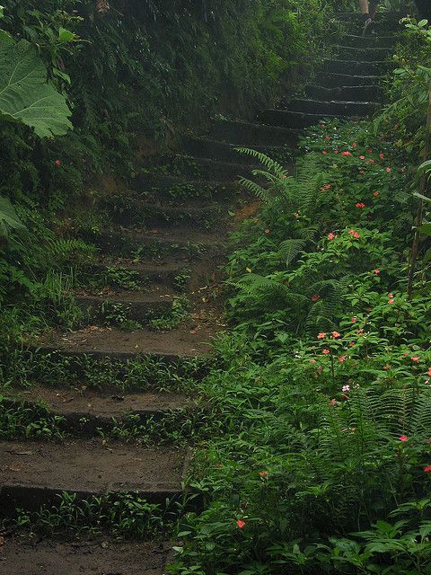 spiritofthewoodlands:  Green Highway by cormend on Flickr                          