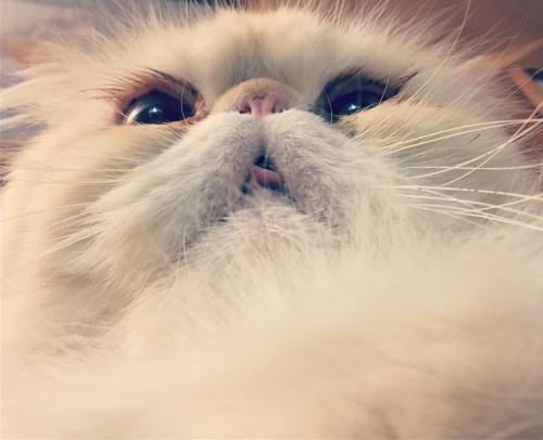 lucifurfluffypants:He is beauty. He is grace. He’ll blow snot in your face. #fluffypantsdaily 