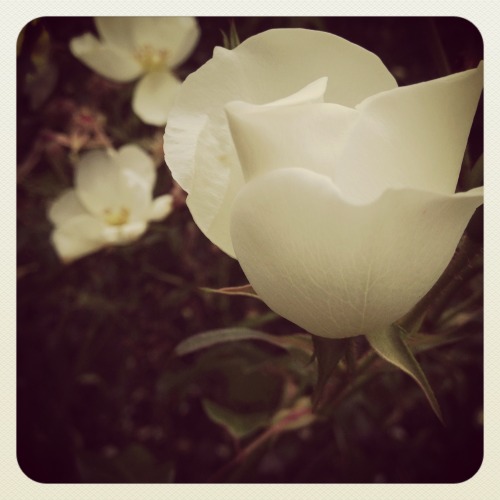 Pictures Of Flowers Taken Throughout The Year (Plus A Snail My Nephew Adopted)