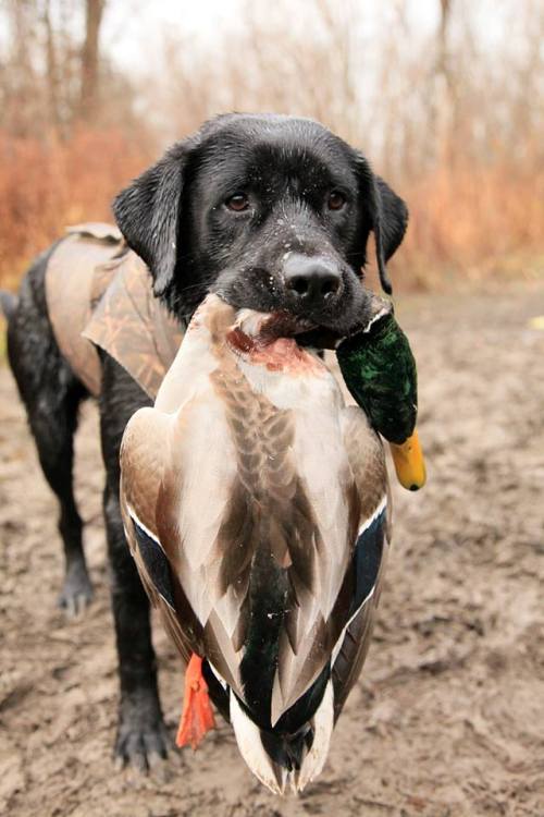 duckhunter0: Never trust a duck hunter who cares more about his success than his dog’s.