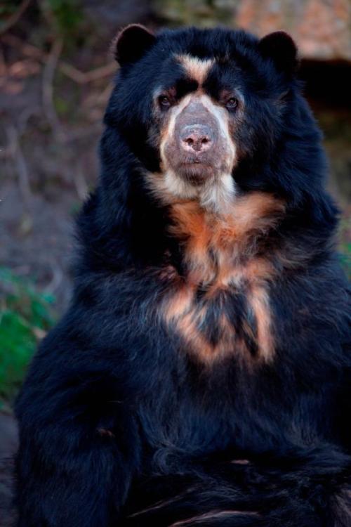 earth-song:  Spectacled Bear by *stuviper 
