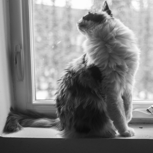 molly-wants-some-pie:So I recently adopted this lovely kitty from my local animal shelter and her na