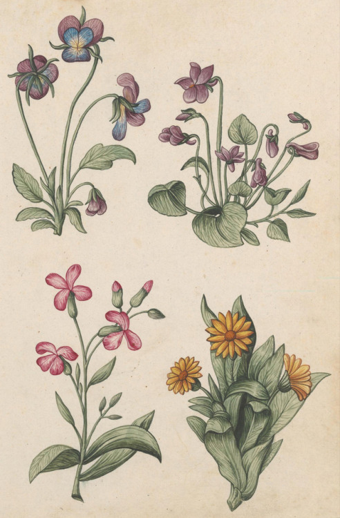 Aquarelle von Säugetieren, Vögeln, Insekten und Pflanzen samt deutschen Legenden - 17th c. - via ETH