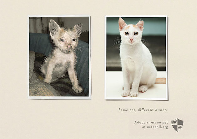 jedavu:  POWERFUL ANIMAL AD CAMPAIGNS