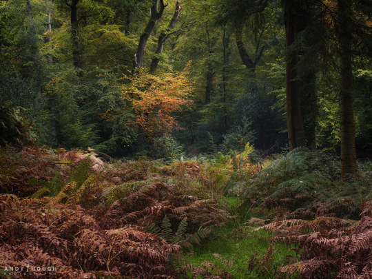 An Autumnal Flourish by Andy Hough Photography Whilst chasing sunrays, I was quite taken by this little blast of Autumn colour...