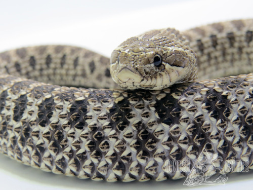 sunfish-exotics: Shale - Axanthic het. Albino (She had some dirt &amp; aspen on her chin in this