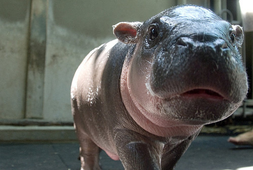 awwww-cute:There aren’t NEARLY enough baby Hippos here!