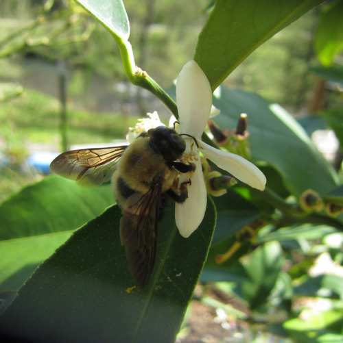 April 2015 - Bee at the Lemon TreeSometimes I sing to the plants.