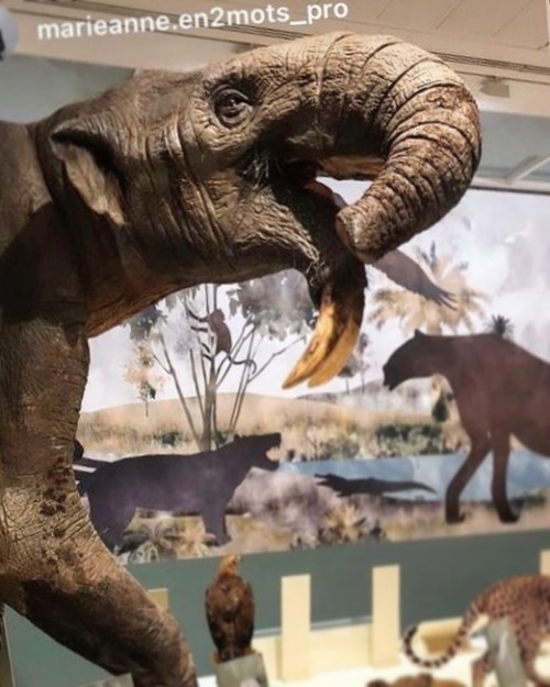 Deinotherium Angers. Nice picture from @marieanne.en2mots_pro #deinotherium #dinothere #dinoteri #f