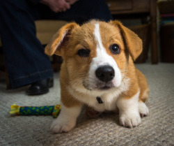 thefrogman:  I love how serious puppy Otis