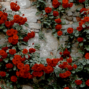 aescat:greek goddesses: persephone goddess of springtime and maidenhood, and queen of the Underworld
