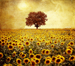 Bestof-Society6:    Art Prints By Viviana Gonzalez  Lone Tree &Amp;Amp; Sunflowers