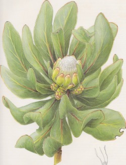 foreverinbloom:protea foliosa scientific illustration by fay anderson