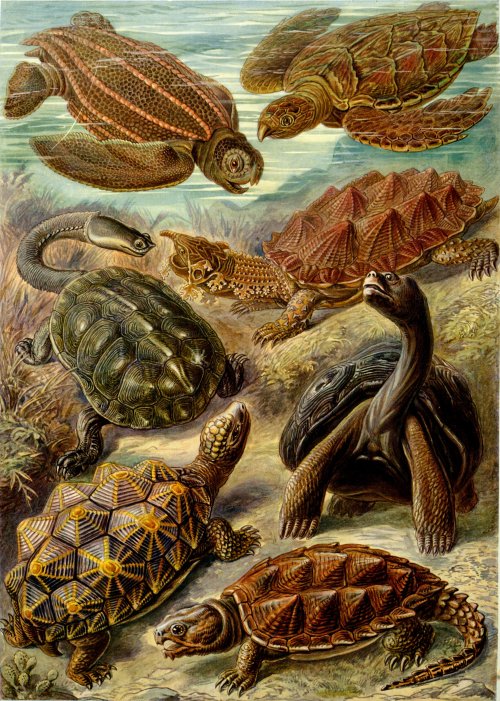biomedicalephemera:The CheloniansFrom bottom to top:1. Common Snapping Turtle (Chelydra serpentina)2
