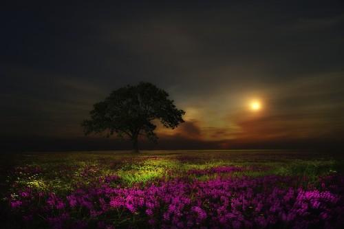 radivs:  'Flores de primavera' 'Amapolas' 'Amanece' 'Campo florido' by Micaela 