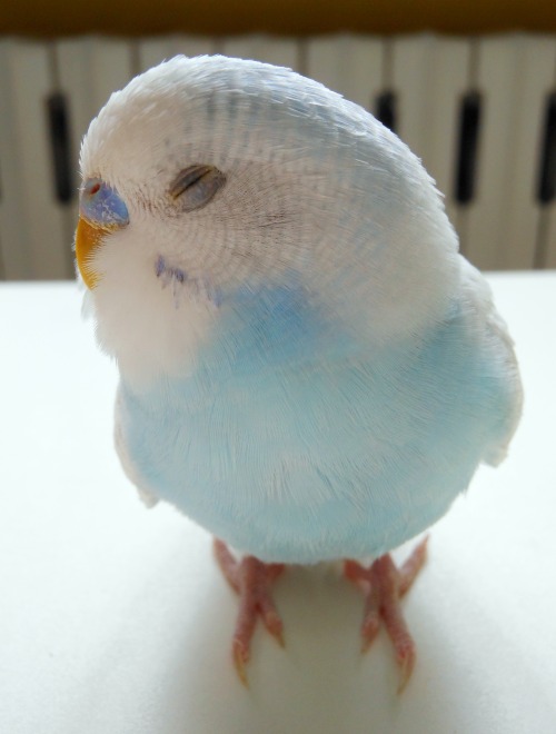 stefano-bonalume:Geppi the budgie closes her eyes because she’s tired after a long flight and opens 